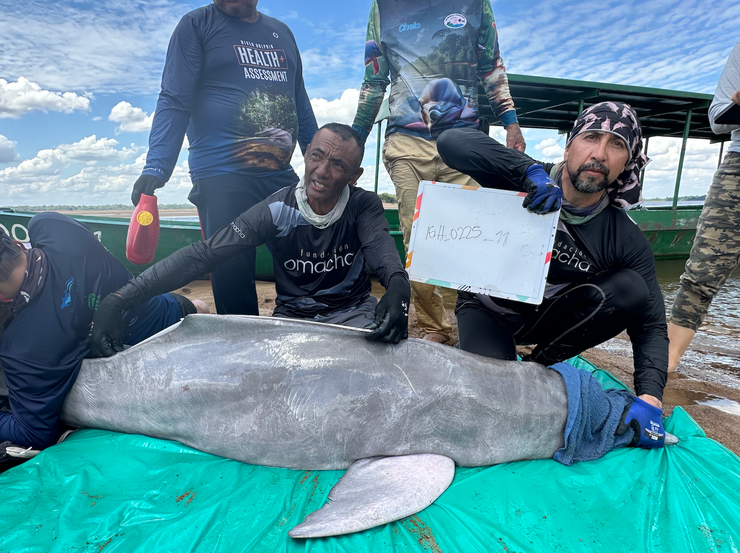  Evaluación de salud de un delfín de río. Foto: cortesía Teresa Tomassoni 